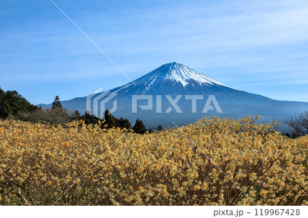 白糸の滝自然公園に咲く満開のミツマタ畑と富士山 静岡県富士宮市 白糸の滝自然公園に咲く満開のミツマタ畑と富士山 静岡県富士宮市 119967428