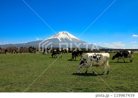 朝霧高原牧場の牛と雄大な富士山の風景 静岡県富士宮市 朝霧高原牧場の牛と雄大な富士山の風景 静岡県富士宮市 119967439