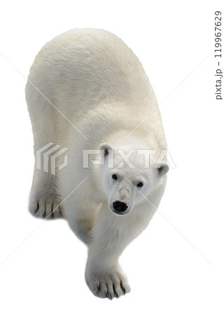 Wild polar bear isolated on white background Wild polar bear isolated on white background 119967629