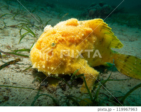 Yellow Giant Frogfish, Antennarius commerson, Puerto Galera, Philippines Yellow Giant Frogfish, Antennarius commerson, Puerto Galera, Philippines 119967963
