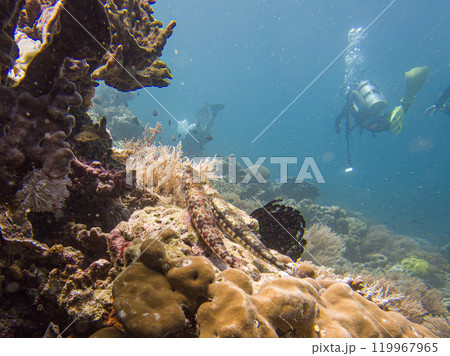 A group of divers blowing air bubbles swim past beautiful corals underwater A group of divers blowing air bubbles swim past beautiful corals underwater 119967965