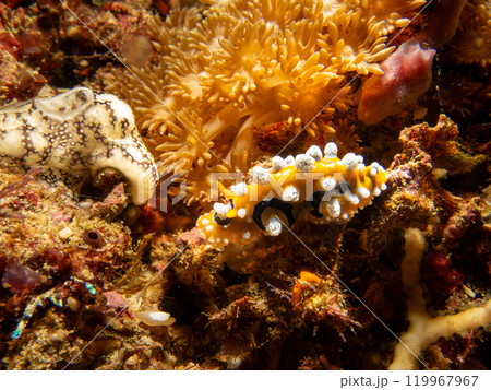 Bright yellow and white Ocellated Phyllidia nudibranch, Phyllidia ocellata, a dorid nudibranch 119967967