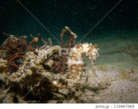 A Thorny seahorse, Hippocampus histrix, at a muck dive in Puerto Galera, Philippines 119967968