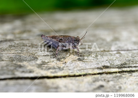 ヒシバッタ類 119968006