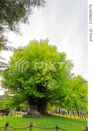 樹齢800年余の大木　古町の大イチョウ／福島県南会津郡 119968078