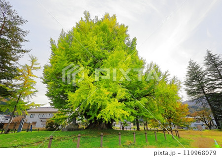 樹齢800年余の大木　古町の大イチョウ／福島県南会津郡 119968079