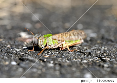 トノサマバッタ 119968093