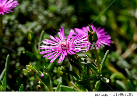 マツバギク 119968199