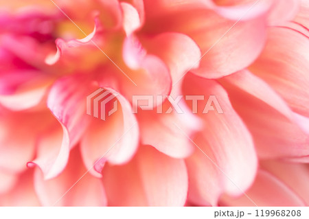 花びら・ダリア 背景素材 119968208