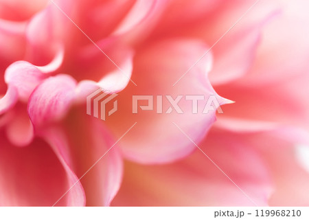 花びら・ダリア 背景素材 119968210