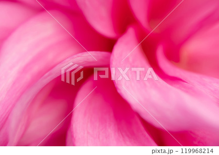 花びら・ダリア 背景素材 119968214