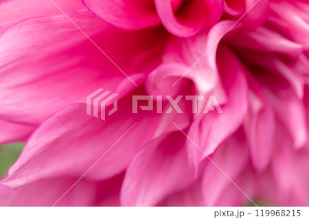 花びら・ダリア 背景素材 119968215