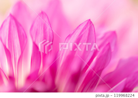 花びら・ダリア 背景素材 花びら・ダリア 背景素材 119968224