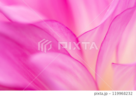 花びら・ダリア 背景素材 花びら・ダリア 背景素材 119968232