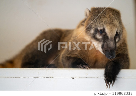 A coati relaxing on a white ledge in a cozy indoor setting during the day A coati relaxing on a white ledge in a cozy indoor setting during the day 119968335