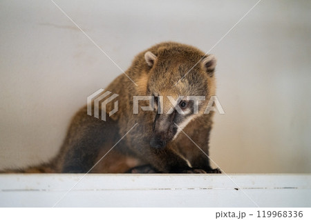A coati relaxing on a white ledge in a cozy indoor setting during the day	 119968336