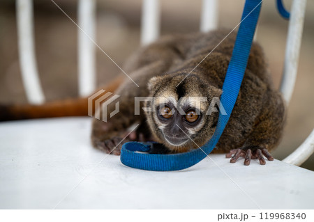 A curious monkey rests on a chair while exploring its surroundings during a sunny outdoor day	 119968340