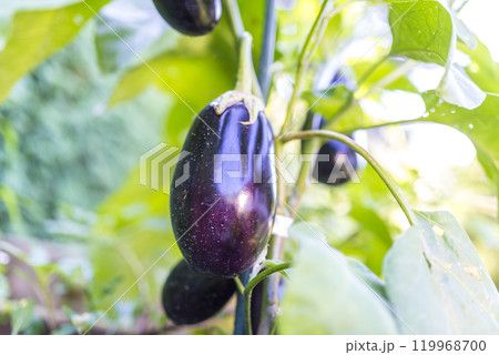 Eggplants growing Eggplants growing 119968700