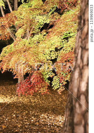 紅葉したもみじ 119969033