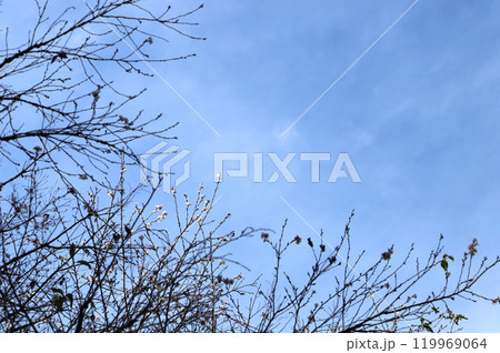 青空と冬桜 119969064