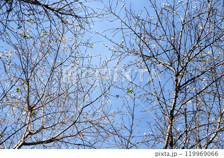 青空と冬桜 青空と冬桜 119969066