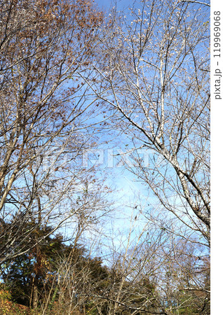 紅葉と冬桜 紅葉と冬桜 119969068