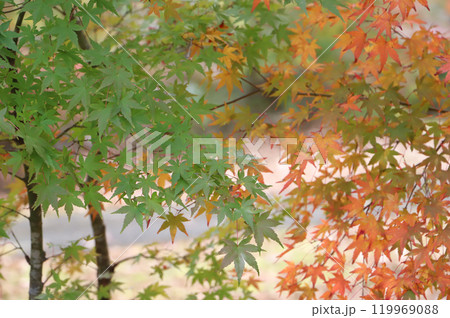 紅葉したもみじ 紅葉したもみじ 119969088