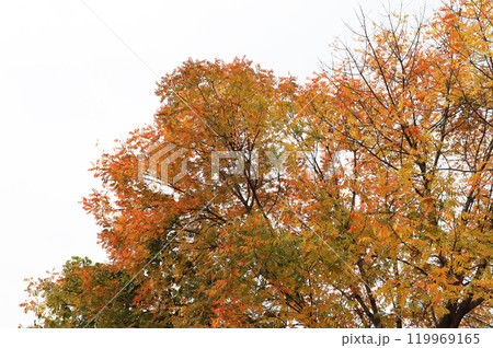 紅葉したカイノキ 紅葉したカイノキ 119969165