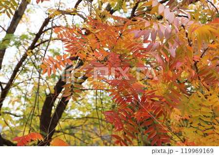 紅葉したカイノキ 119969169