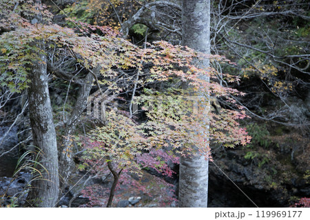 渓谷の紅葉 119969177