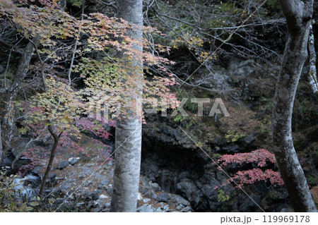 渓谷の紅葉 119969178