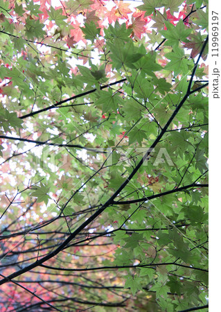 紅葉したもみじ 紅葉したもみじ 119969197
