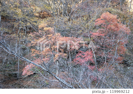 山の中の紅葉 山の中の紅葉 119969212
