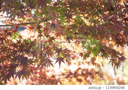 紅葉したもみじ 紅葉したもみじ 119969266