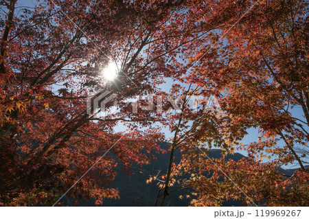 逆光に浮かぶもみじ 119969267