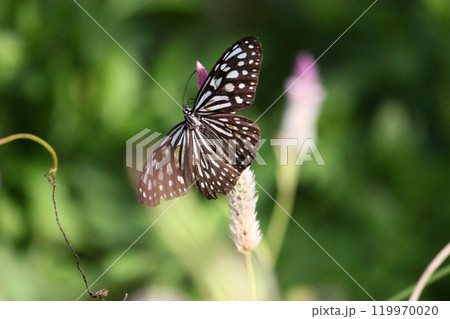 鶏頭 羽毛鶏頭 ノゲイトウ 119970020