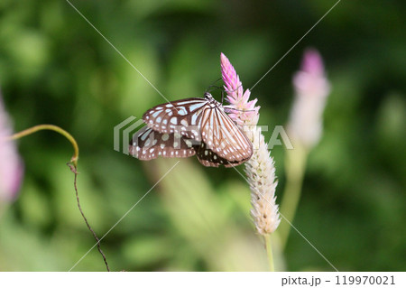 鶏頭 羽毛鶏頭 ノゲイトウ 119970021