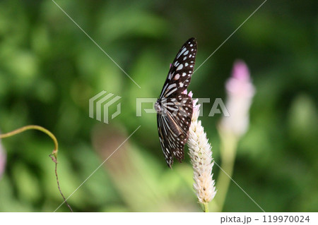 鶏頭 羽毛鶏頭 ノゲイトウ 119970024