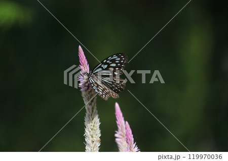 鶏頭 羽毛鶏頭 ノゲイトウ 119970036