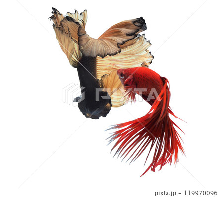 black and red Thai fighting fish on white background 119970096