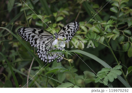 オオゴマダラ 魅力的 あでやか 119970292