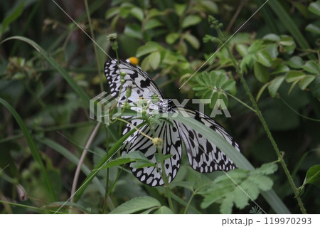 オオゴマダラ 魅力的 あでやか 119970293
