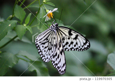 オオゴマダラ 魅力的 あでやか 119970305