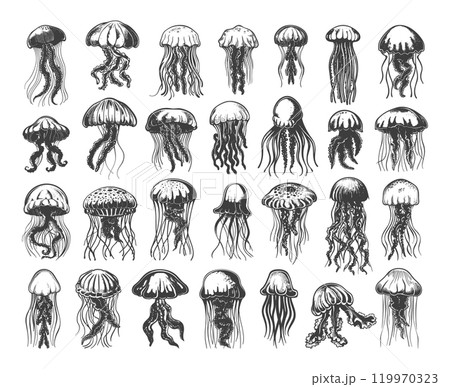 Different Jellyfish Icons Set Woodcut Vintage Style Black on White Various Species Including Moon Lions Mane Sea Nettle Portuguese Man 119970323