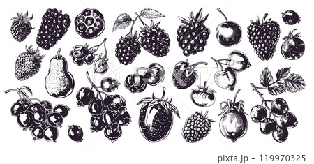 Different Berries Vintage Retro Engraving Woodcut Style Icons Set Detailed Illustrations Black and White Berry Types Fruit Varieties Textured Lines Classic Engraving Style 119970325