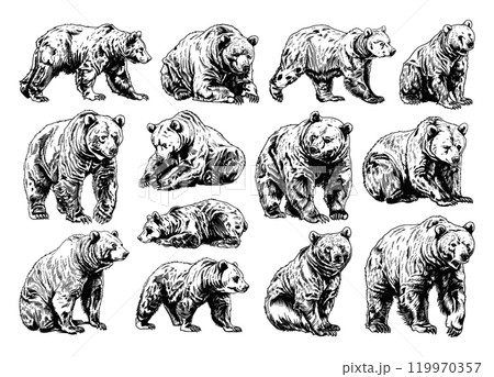 Bear Grizzly in Different Poses Engraving Icons Set Powerful Stance Walking Standing Seated Growling Detailed Black and White Realistic Illustrations Fierce Stance Bear Head 119970357
