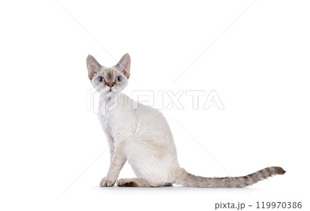 Devon Rex cat on white background Devon Rex cat on white background 119970386