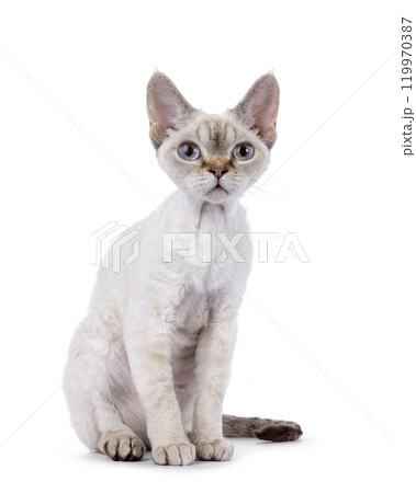 Devon Rex cat on white background Devon Rex cat on white background 119970387