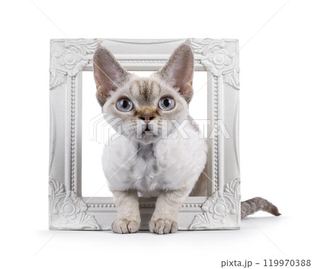 Devon Rex cat on white background Devon Rex cat on white background 119970388
