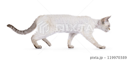 Devon Rex cat on white background Devon Rex cat on white background 119970389